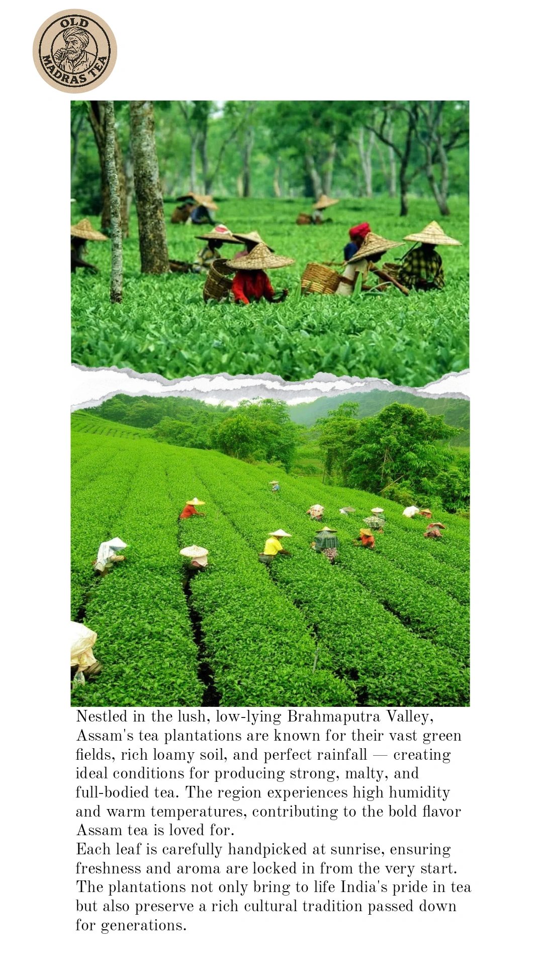 Old Madras Tea | Gulabi Glow Leaf Tea – Assam Leaf Tea with Rose Petals | Floral, Aromatic & Refreshing Blend - Image 3